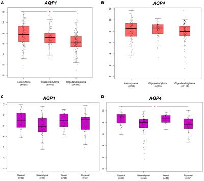 Homeostatic status of thyroid hormones and brain water movement as determinant factors in biology of cerebral gliomas: a pilot study using a bioinformatics approach